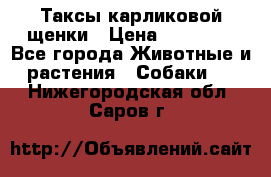 Таксы карликовой щенки › Цена ­ 20 000 - Все города Животные и растения » Собаки   . Нижегородская обл.,Саров г.